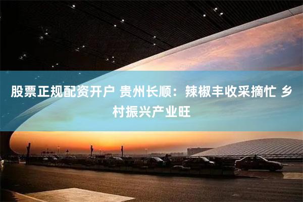 股票正规配资开户 贵州长顺：辣椒丰收采摘忙 乡村振兴产业旺